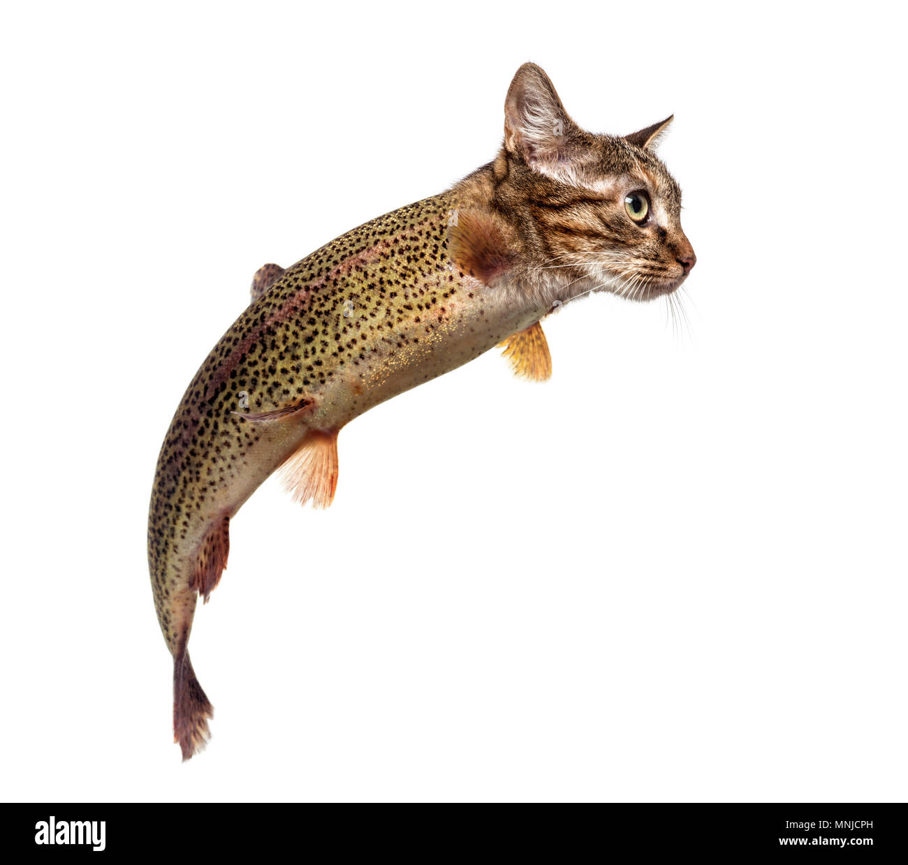 Chimera con la trota iridea e il gattino testa del nuoto contro uno sfondo bianco Foto Stock