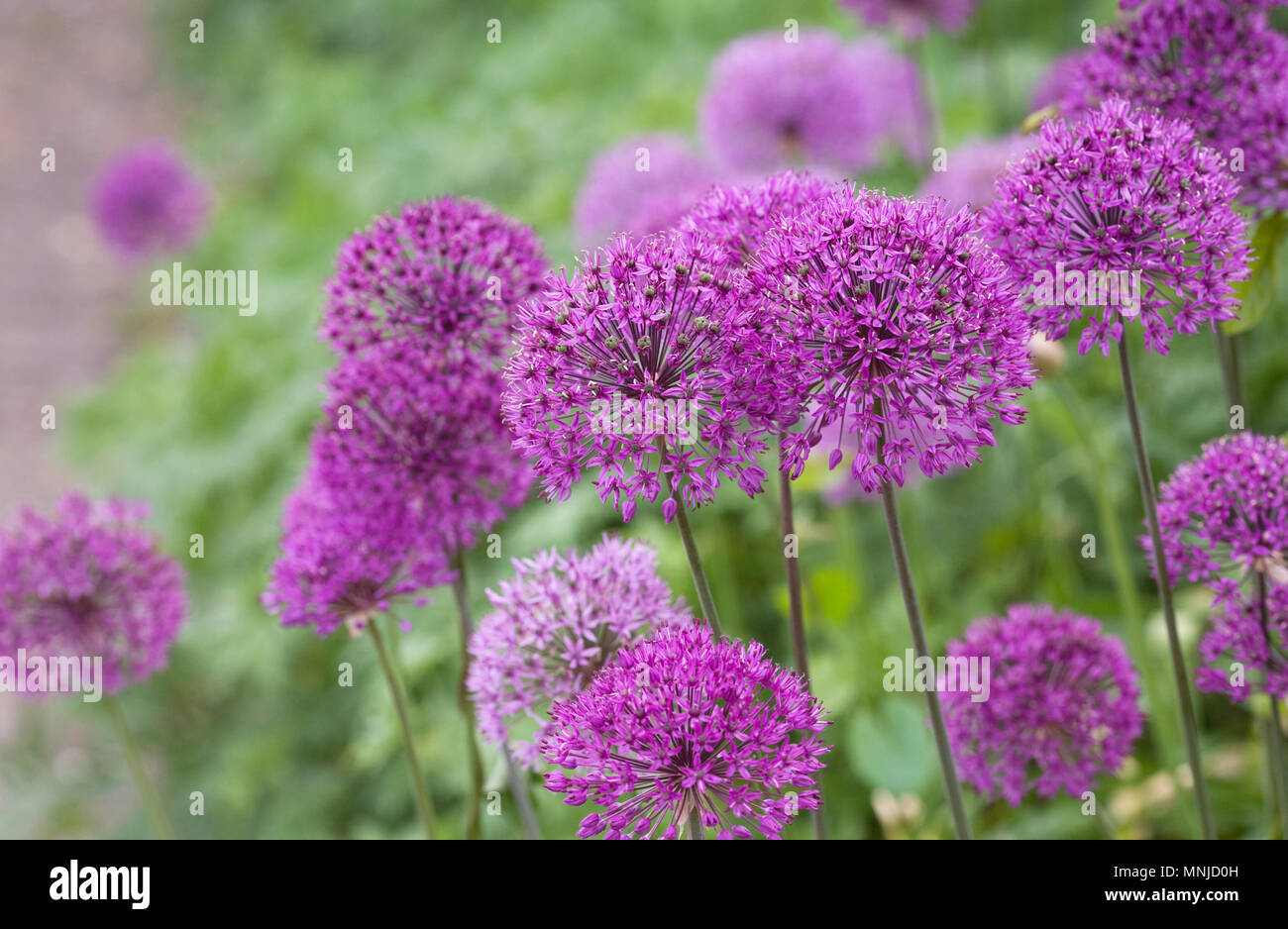 Allium hollandicum 'viola sensazione' nel giardino. Foto Stock