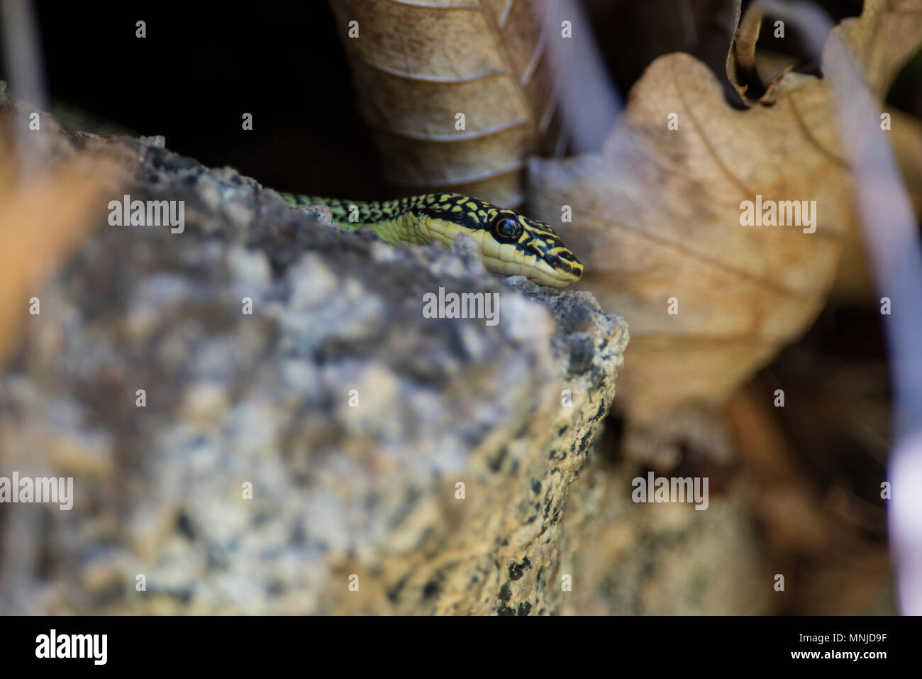 Molto bello Golden Tree Snake (Chrysopelea ornata) in Krabi Thailandia su un albero. Foto Stock