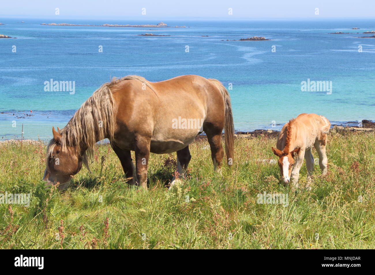 Trait Breton mare e il suo puledro in un campo vicino al mare in Bretagna Foto Stock