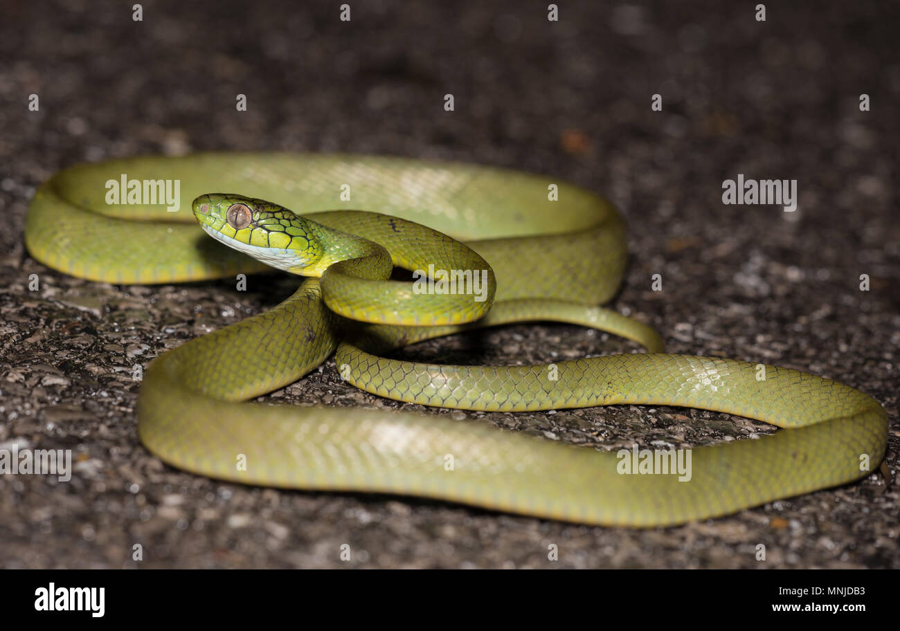 Gatto verde serpente (Boiga cyanea) Phuket Thailandia avvolto a spirale sulla strada di notte. Foto Stock