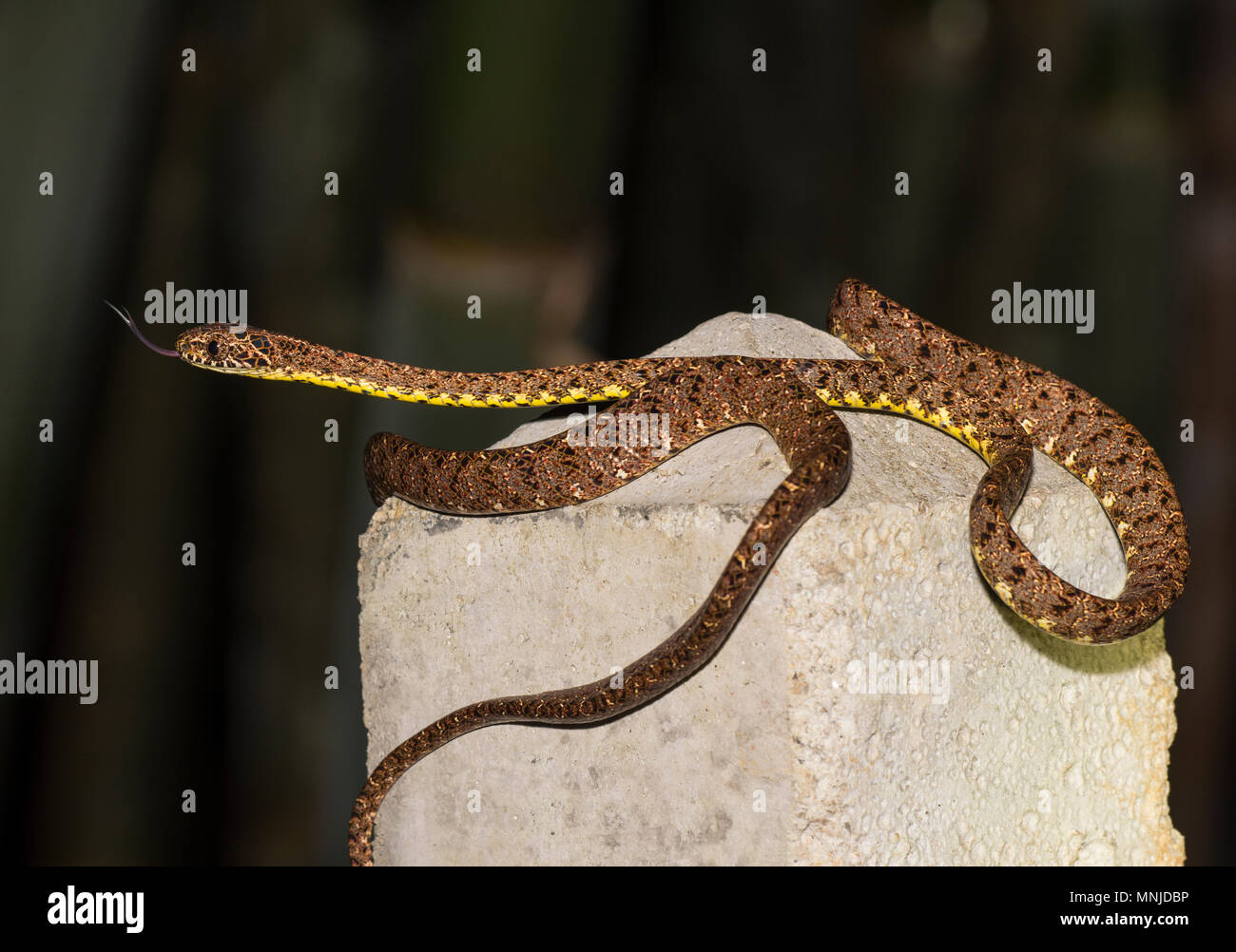 Raro Jasper Cat Snake (Boiga jaspidea) in Khao Sok il Parco Nazionale della Thailandia Foto Stock