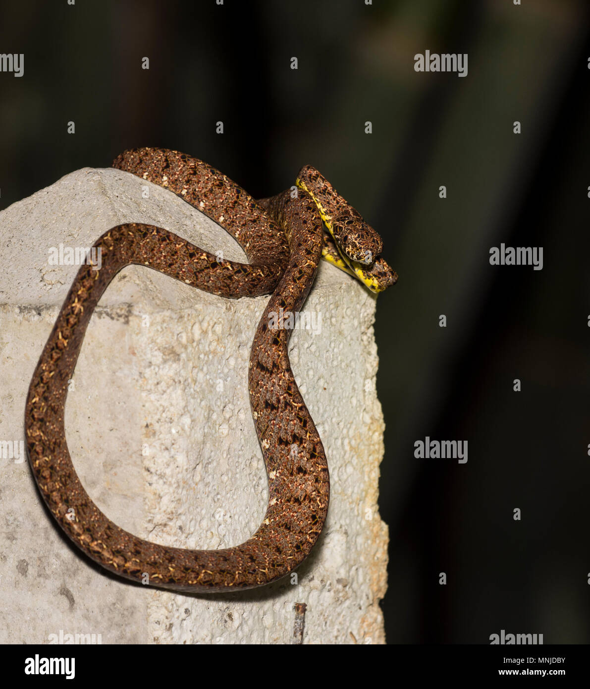 Raro Jasper Cat Snake (Boiga jaspidea) in Khao Sok il Parco Nazionale della Thailandia Foto Stock