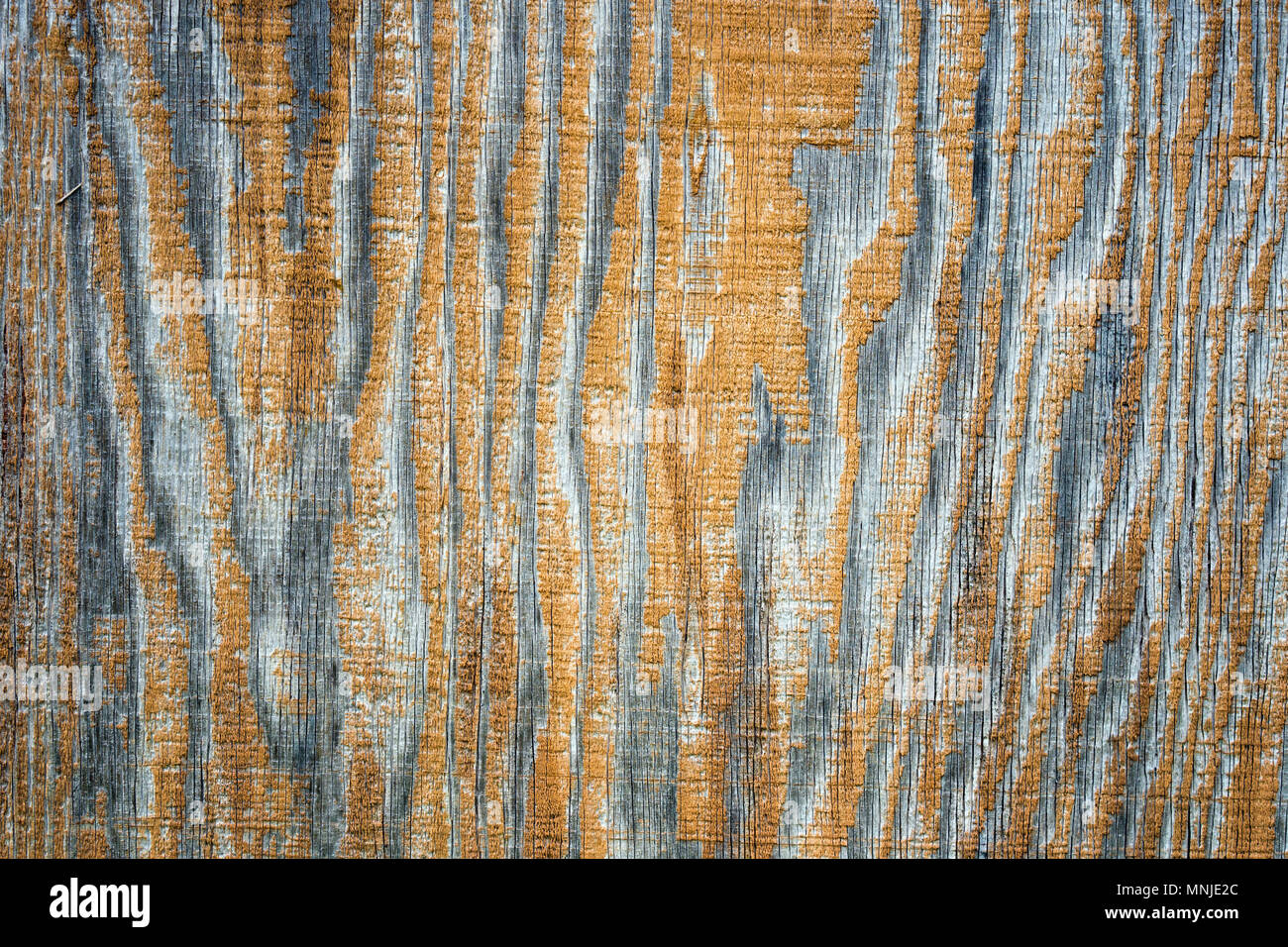 La consistenza naturale del legno del vecchio sbiadito sun parete di legno compensato con oscurato macchie di stampo da piogge crea l'illusione di una tigre legno albero st Foto Stock