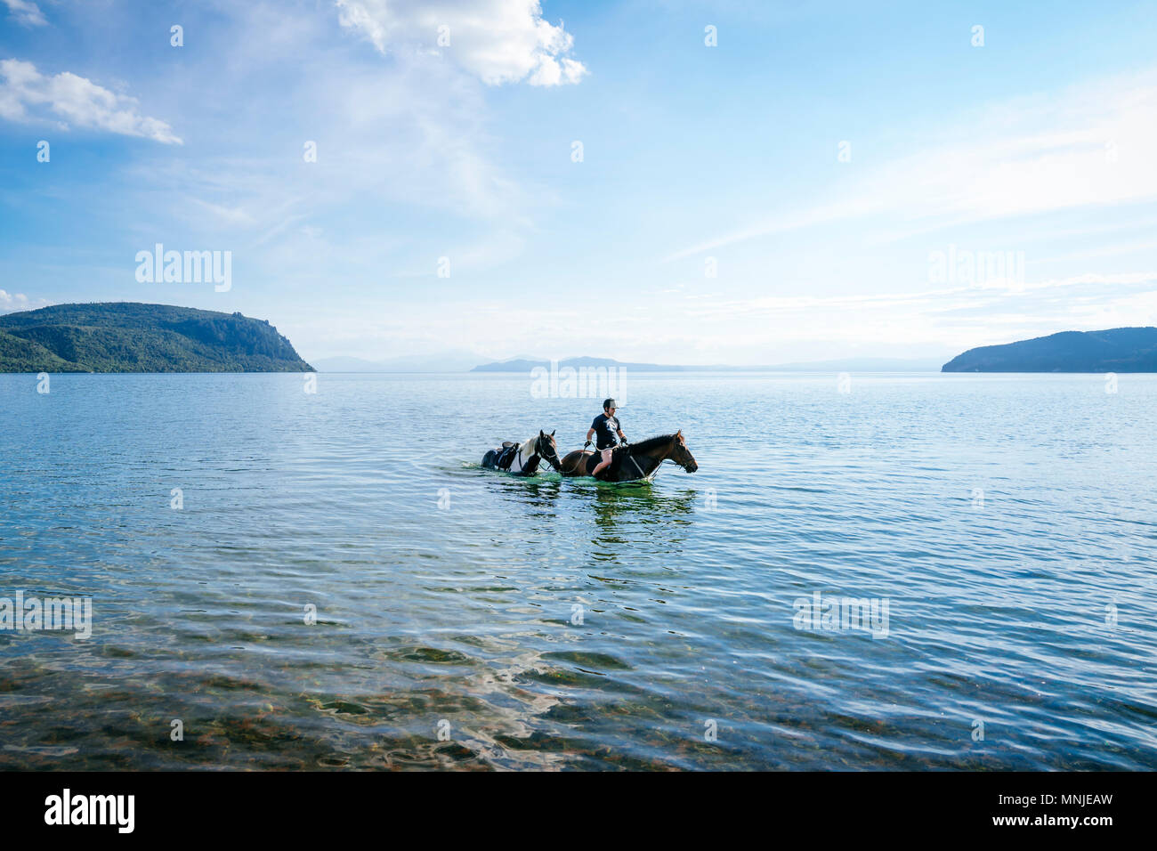 Un uomo prende due cavalli di raffreddarsi a piedi nel Lago Taupo su un pomeriggio caldo sotto un cielo blu, Kinloch, Waikato, Nuova Zelanda Foto Stock