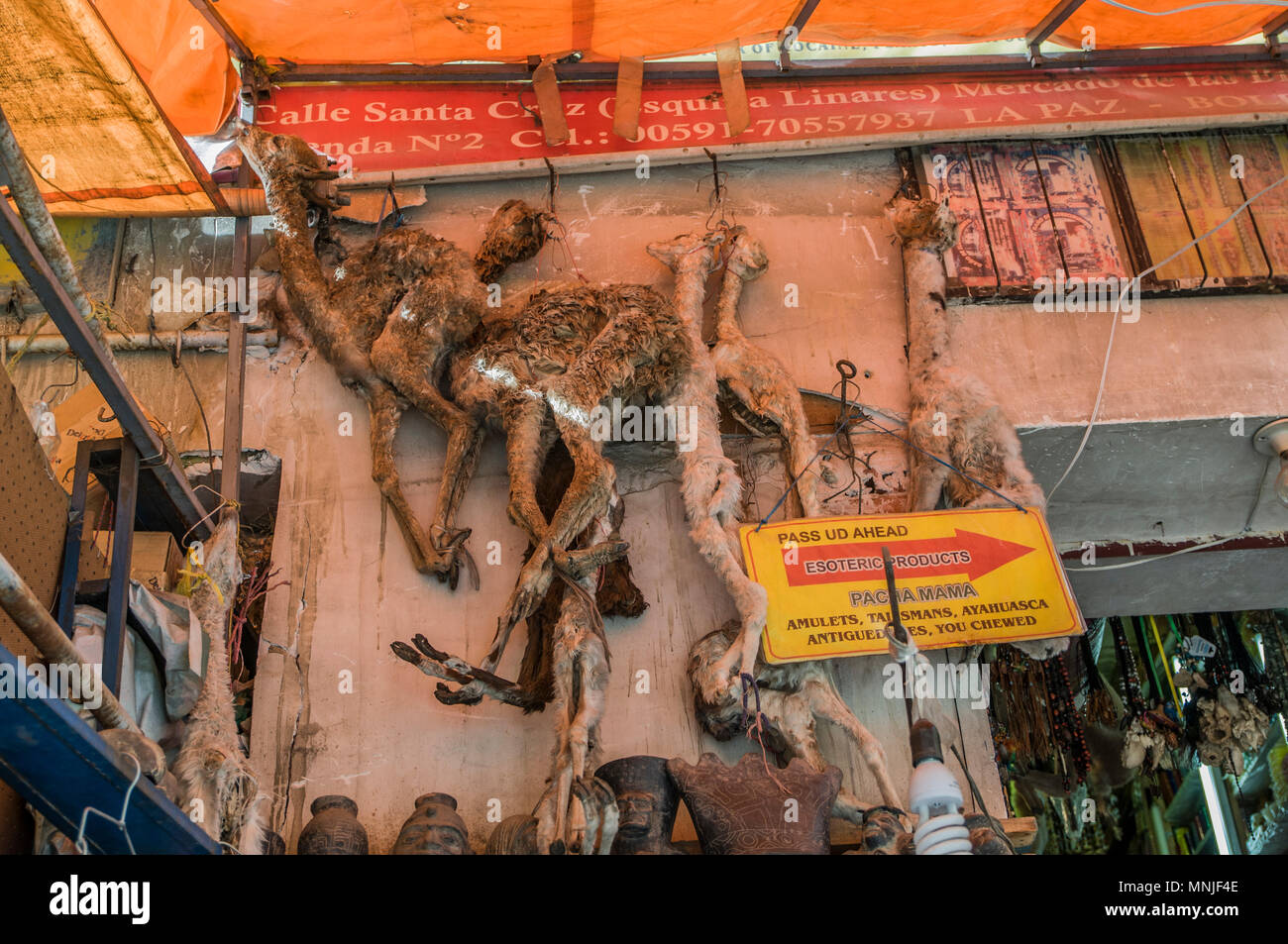 Essiccato llama al mercato delle streghe a La Paz, in Bolivia Foto Stock