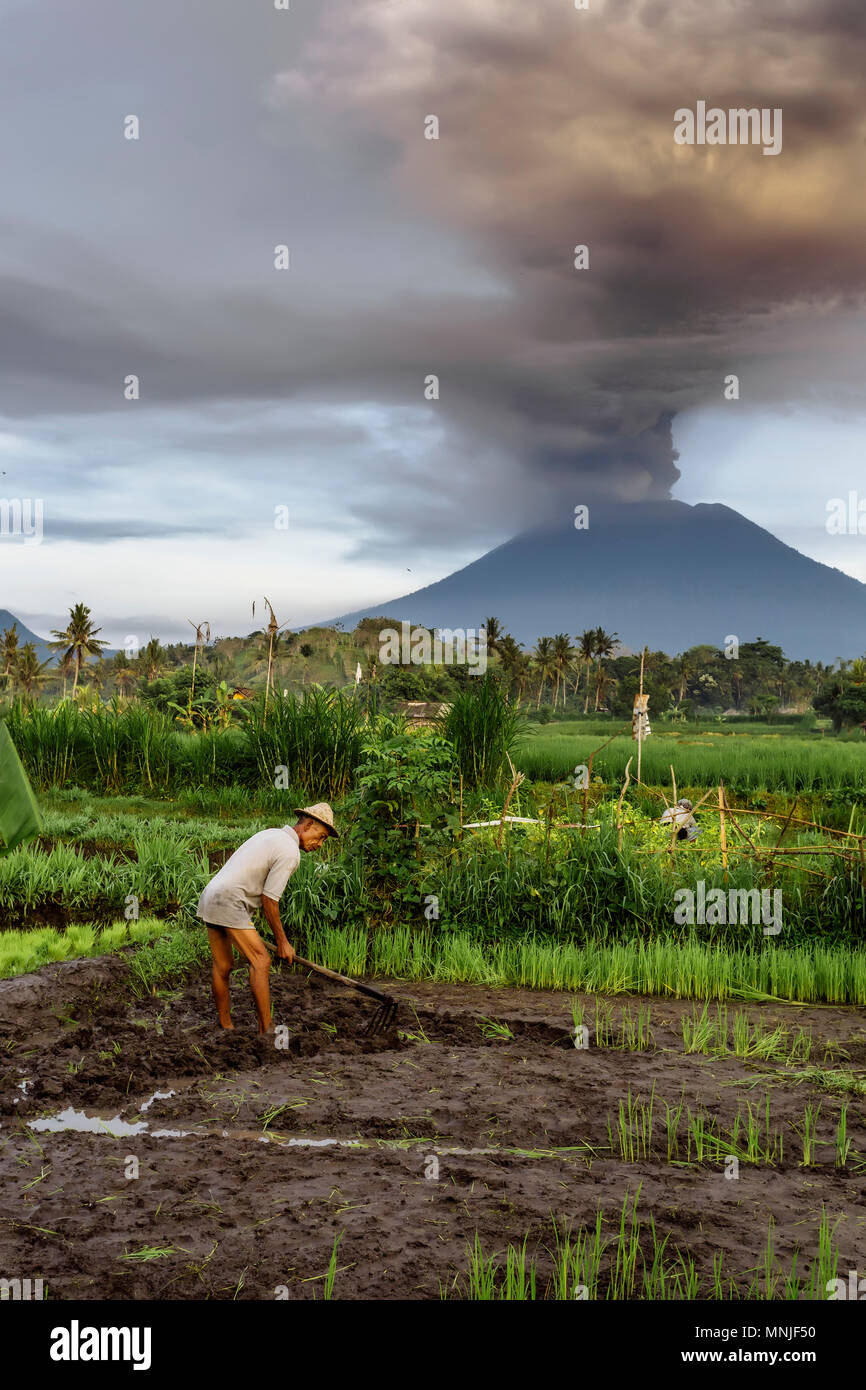 Contadino di piantare il riso in campo e vulcano Agung in background. Foto Stock