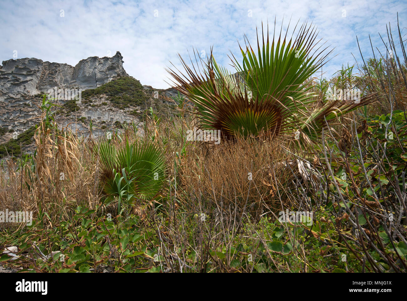 Palma nana (Chamaerops humilis ) a Palmarola Isola, Lazio, Italia Foto Stock