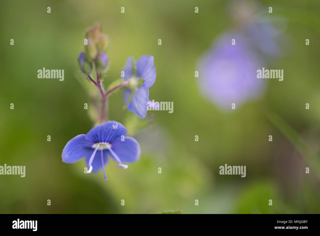 Speedwell prato fiore nel Derbyshire, Inghilterra Foto Stock