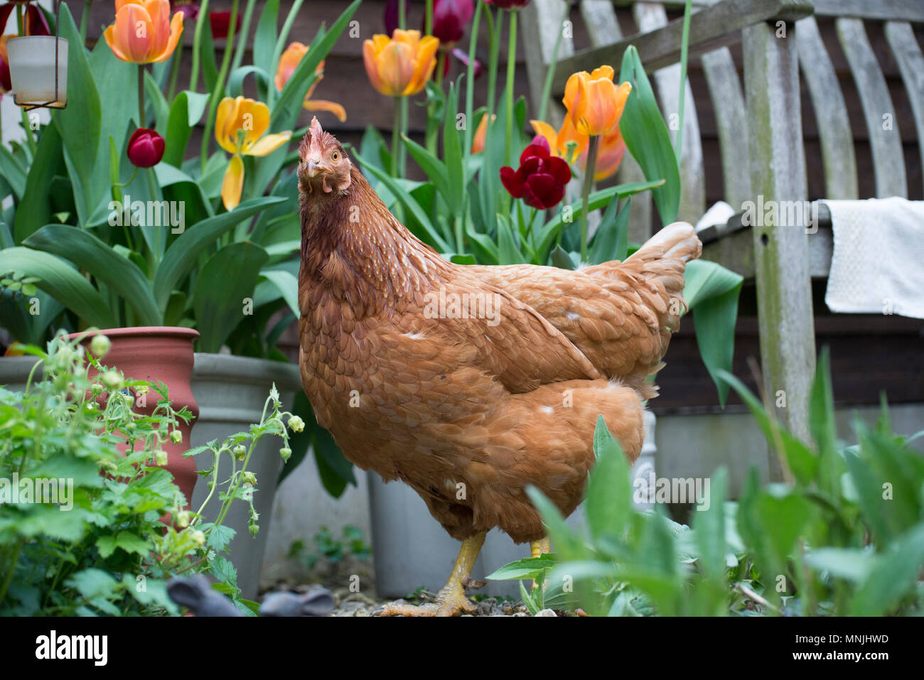 pet pollo in piedi in fiori Foto Stock