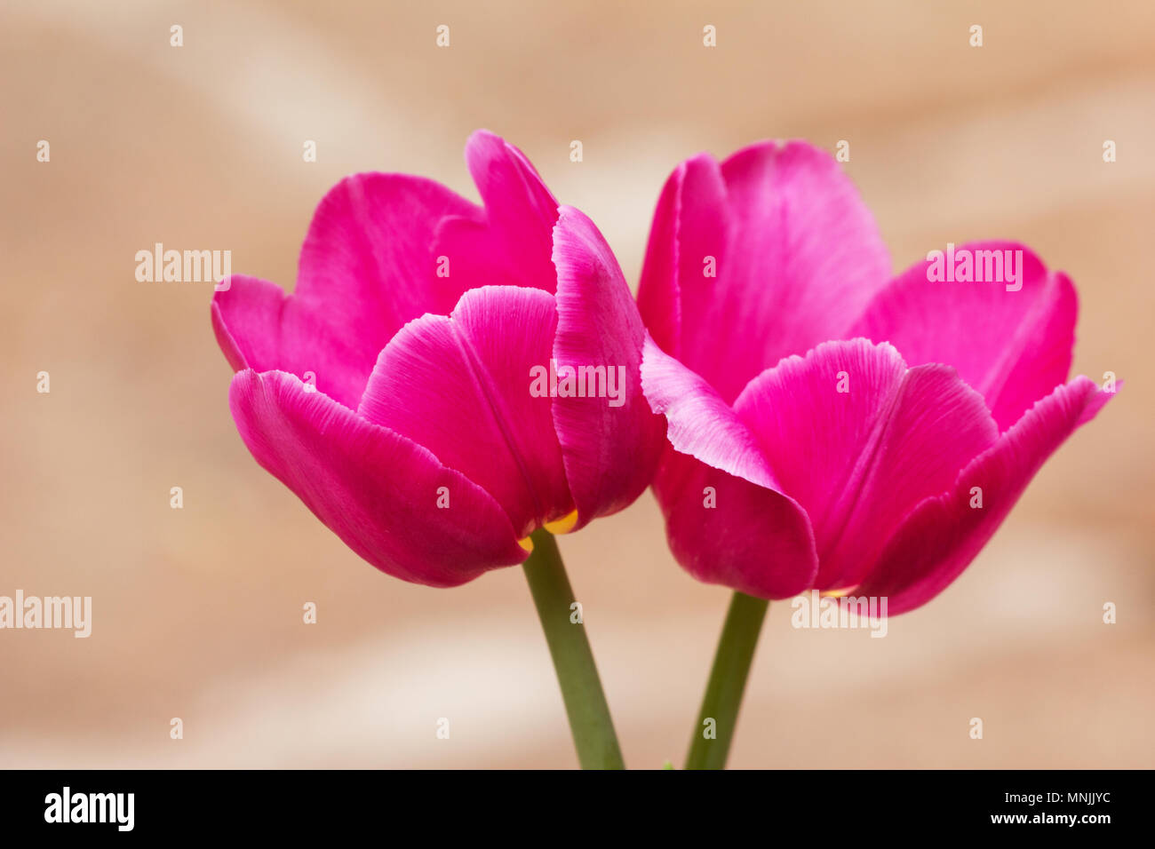 Due tulip fiori su sfondo che ricordano le pesche Foto Stock