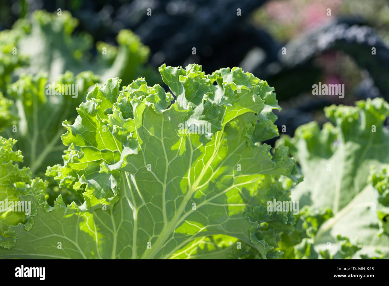 "Pentland Brig' Kale, Grönkål (Brassica oleracea) Foto Stock