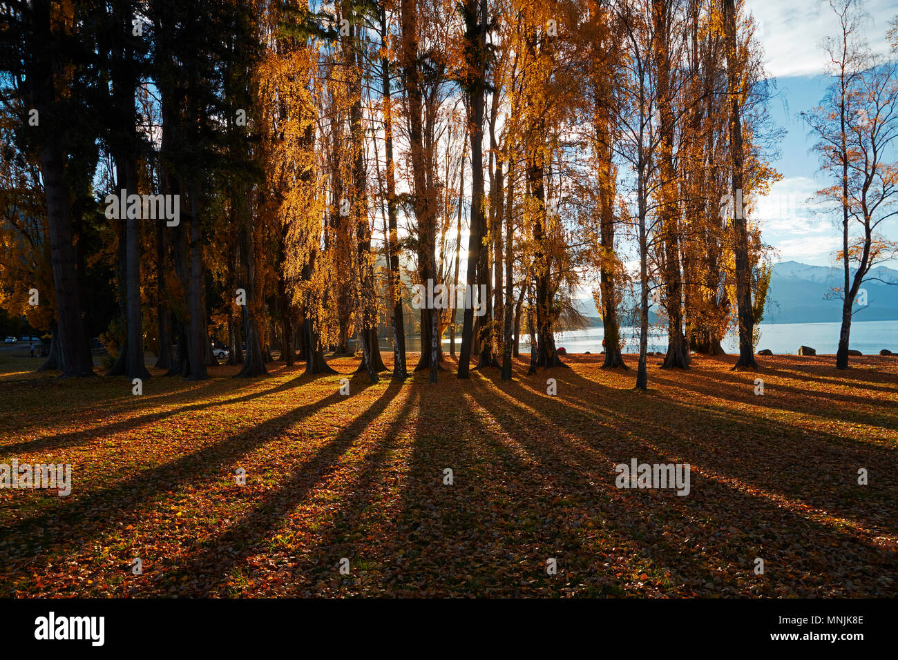 Alberi di pioppo in autunno, il lago Wanaka, Otago, Isola del Sud, Nuova Zelanda Foto Stock