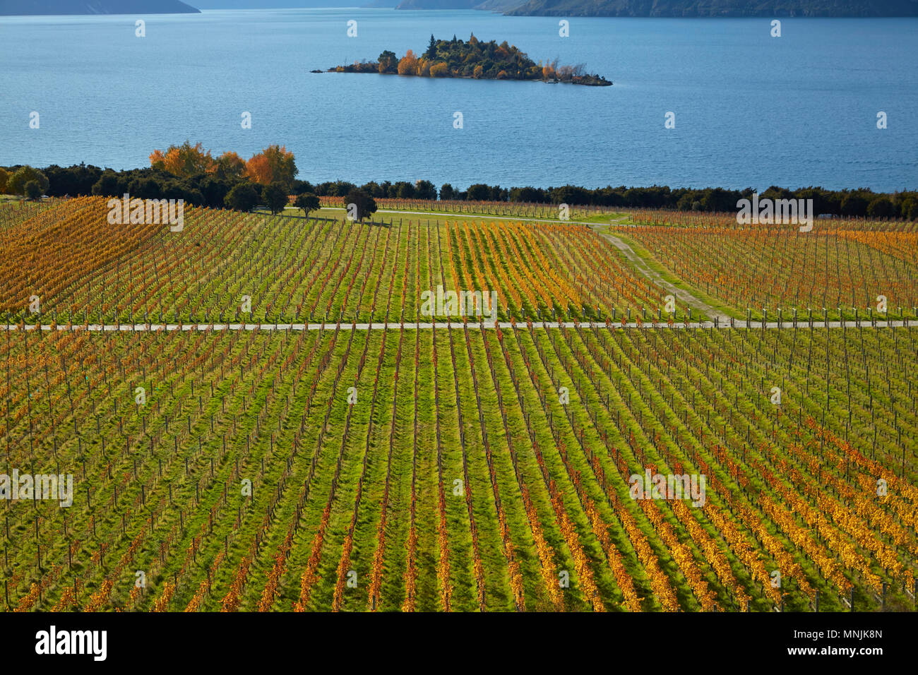 Rippon vigneto e il lago Wanaka, Otago, Isola del Sud, Nuova Zelanda Foto Stock