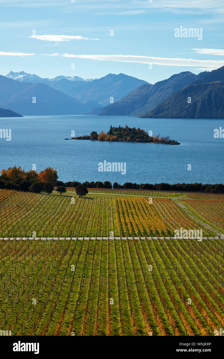 Rippon vigneto e il lago Wanaka, Otago, Isola del Sud, Nuova Zelanda Foto Stock