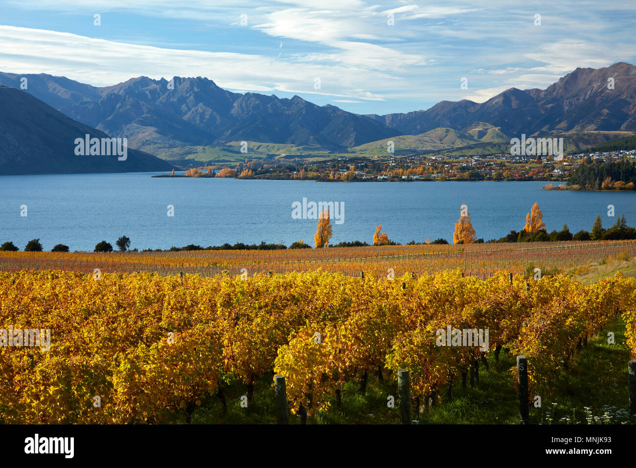 Rippon vigneto e il lago Wanaka, Otago, Isola del Sud, Nuova Zelanda Foto Stock