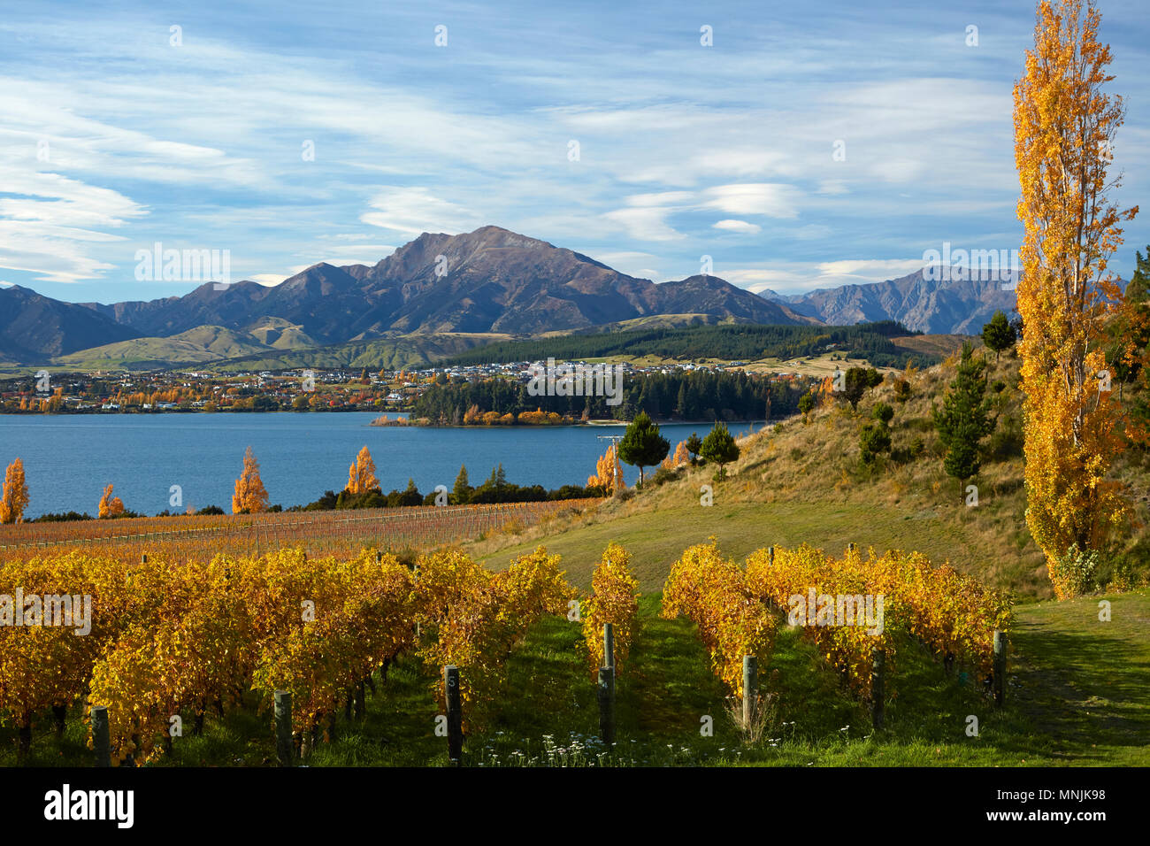 Rippon vigneto e il lago Wanaka, Otago, Isola del Sud, Nuova Zelanda Foto Stock