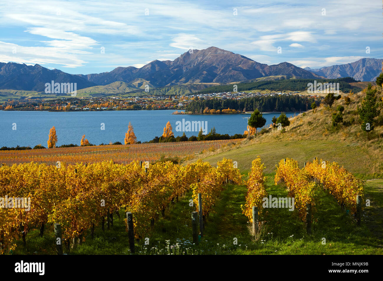 Rippon vigneto e il lago Wanaka, Otago, Isola del Sud, Nuova Zelanda Foto Stock