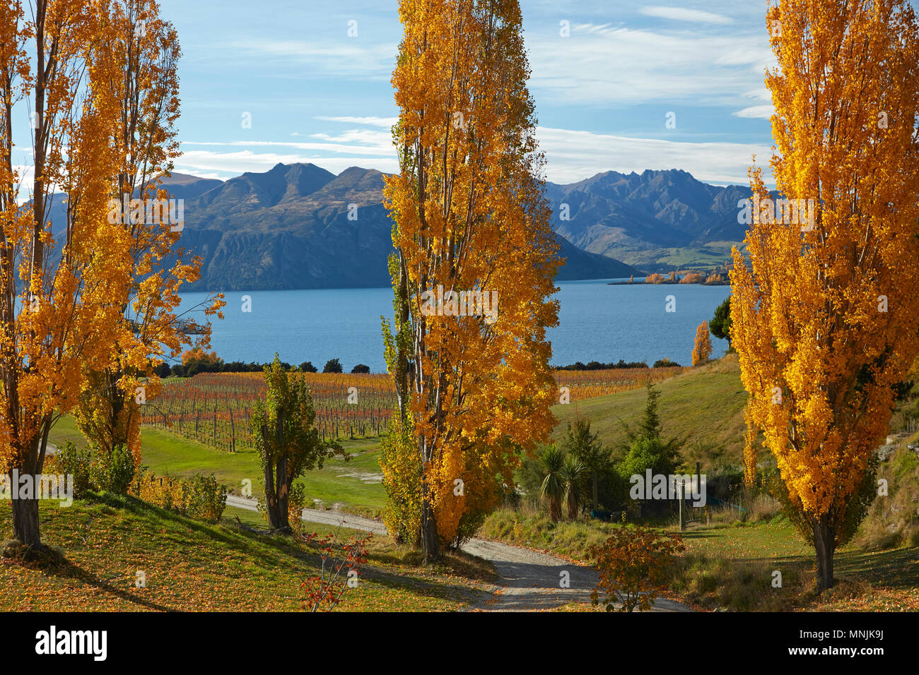 Rippon vigneto e il lago Wanaka, Otago, Isola del Sud, Nuova Zelanda Foto Stock