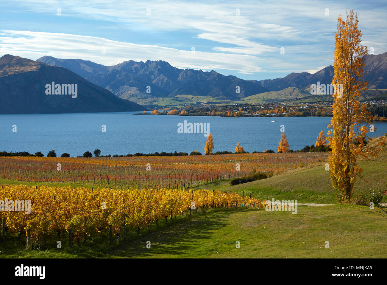 Rippon vigneto e il lago Wanaka, Otago, Isola del Sud, Nuova Zelanda Foto Stock