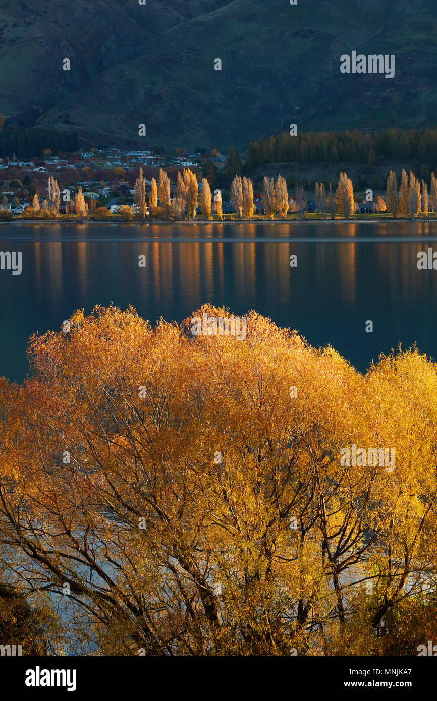Salici e pioppi in autunno, il lago Wanaka, Otago, Isola del Sud, Nuova Zelanda Foto Stock