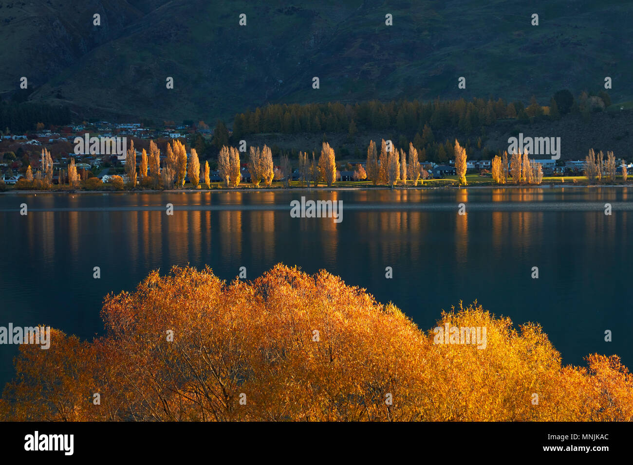 Salici e pioppi in autunno, il lago Wanaka, Otago, Isola del Sud, Nuova Zelanda Foto Stock