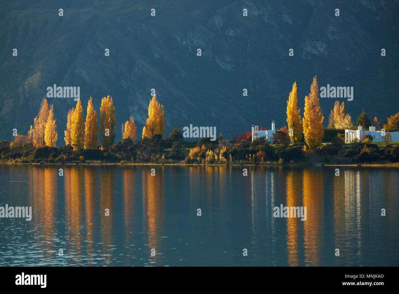 Alberi di pioppo e il lago Wanaka, Otago, Isola del Sud, Nuova Zelanda Foto Stock
