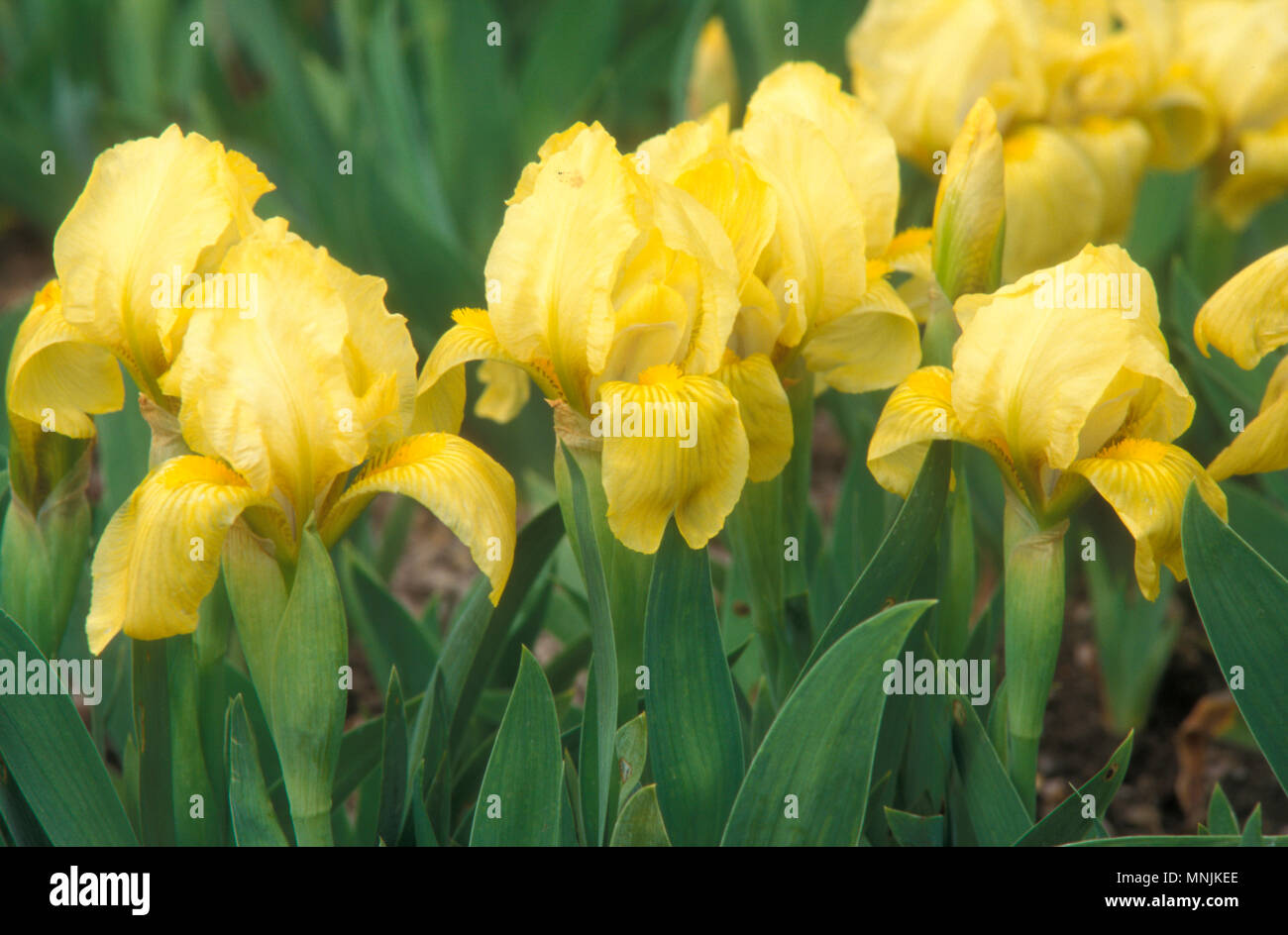 PRIMA VISTA DI FIORI DI IRIS LUTESCENS GIALLI (BARBATI NANI). Foto Stock