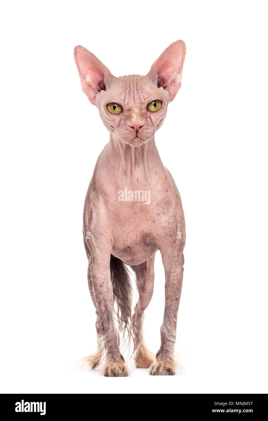 Chimera con un cinese Crested cane e la testa di un gatto Sphinx contro uno sfondo bianco Foto Stock