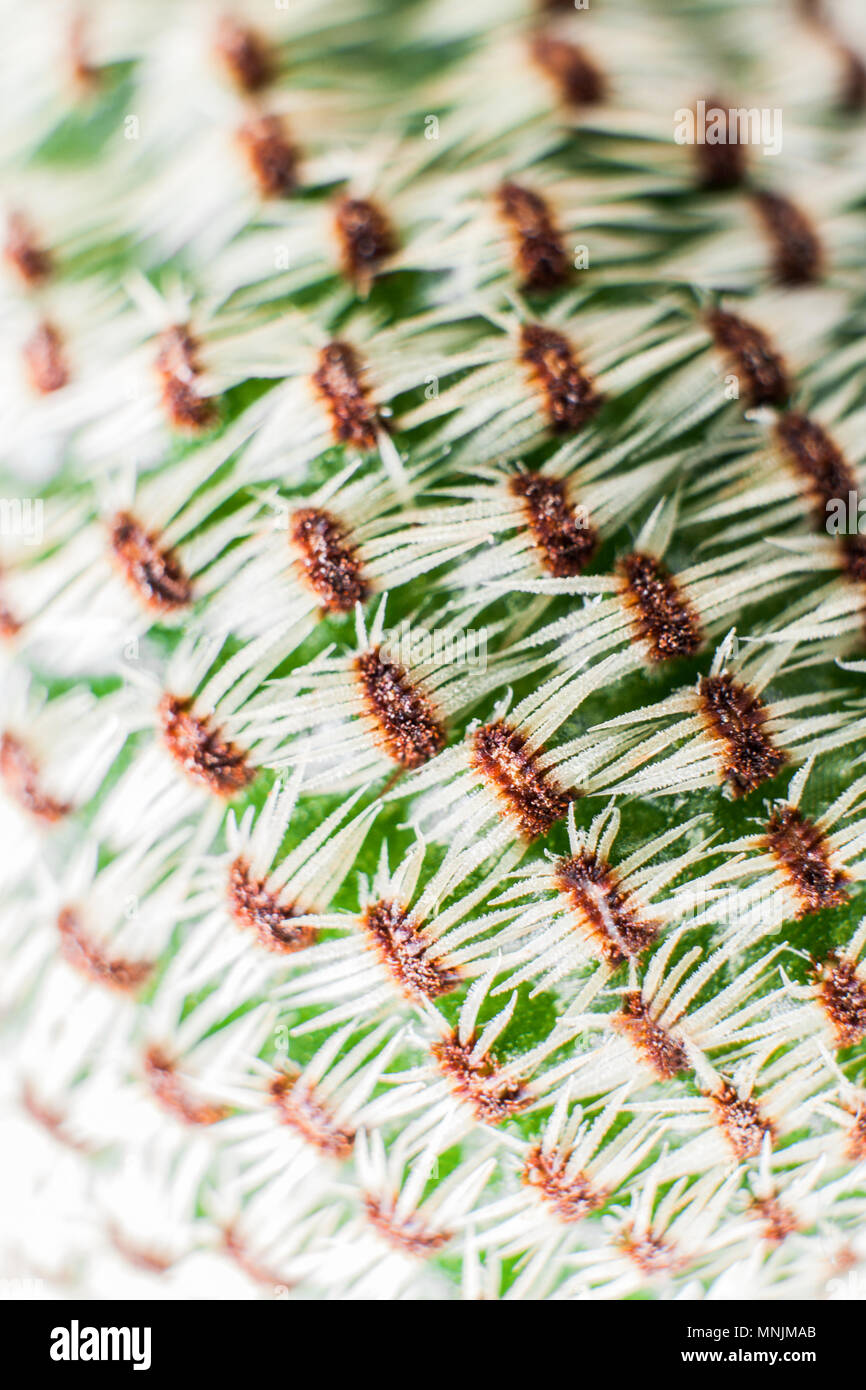 Macro modello astratto di bianco con le spine del mix humicocalcium cactus. Messa a fuoco selettiva. Foto Stock