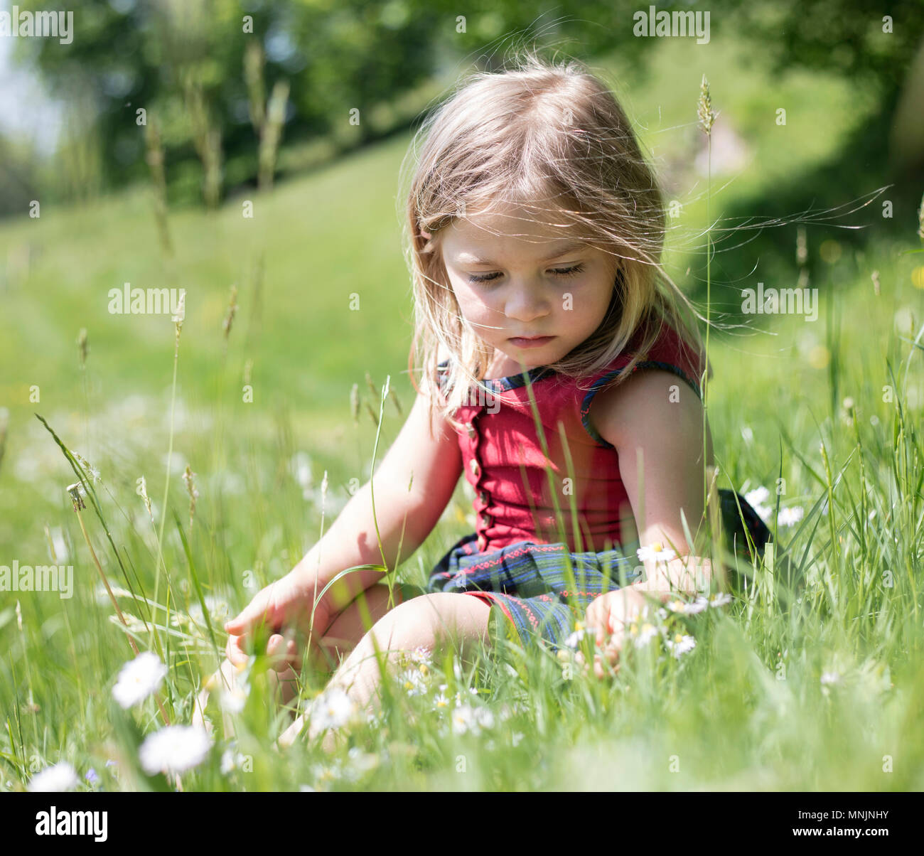 Poco ragazza seduta in un prato di fiori, Alta Baviera, Baviera, Germania Foto Stock