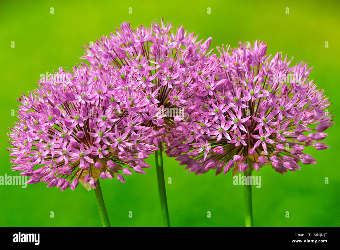 Allium sp., viola infiorescenza, Nord Reno-Westfalia, Germania Foto Stock