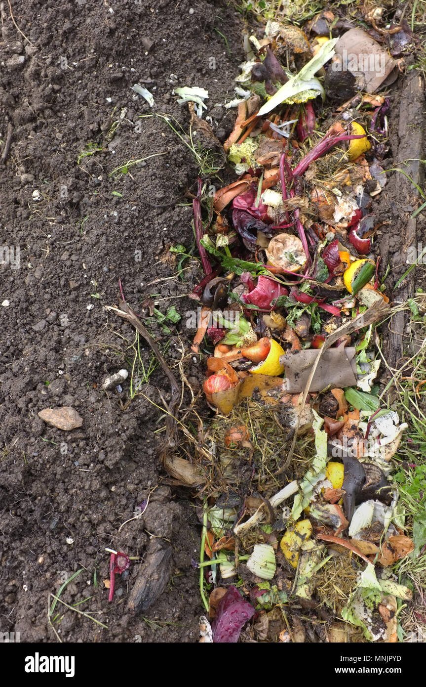 Una trincea scavata e riempita con scarti di cucina a crescere runner e fagiolini.. Foto Stock