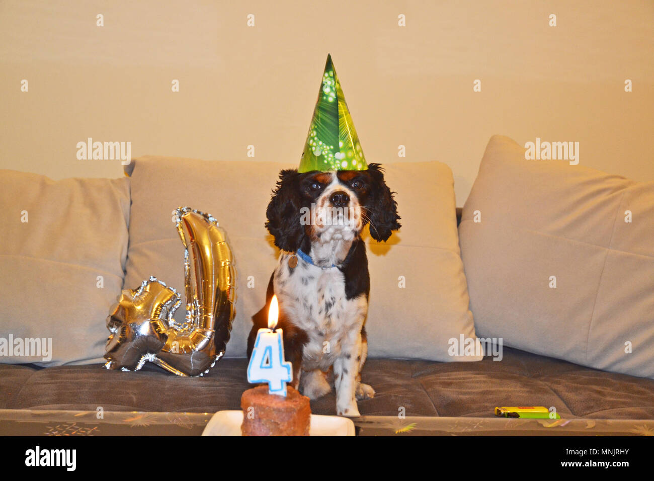 Quarto compleanno di un cane Foto Stock