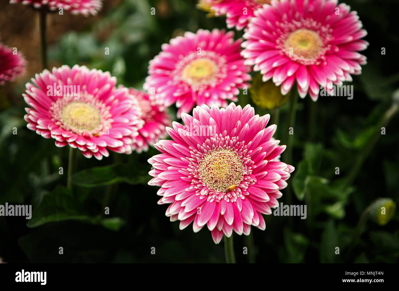 Bella Rosa Colorato Transvaal Margherite Fiori Fioriscono In