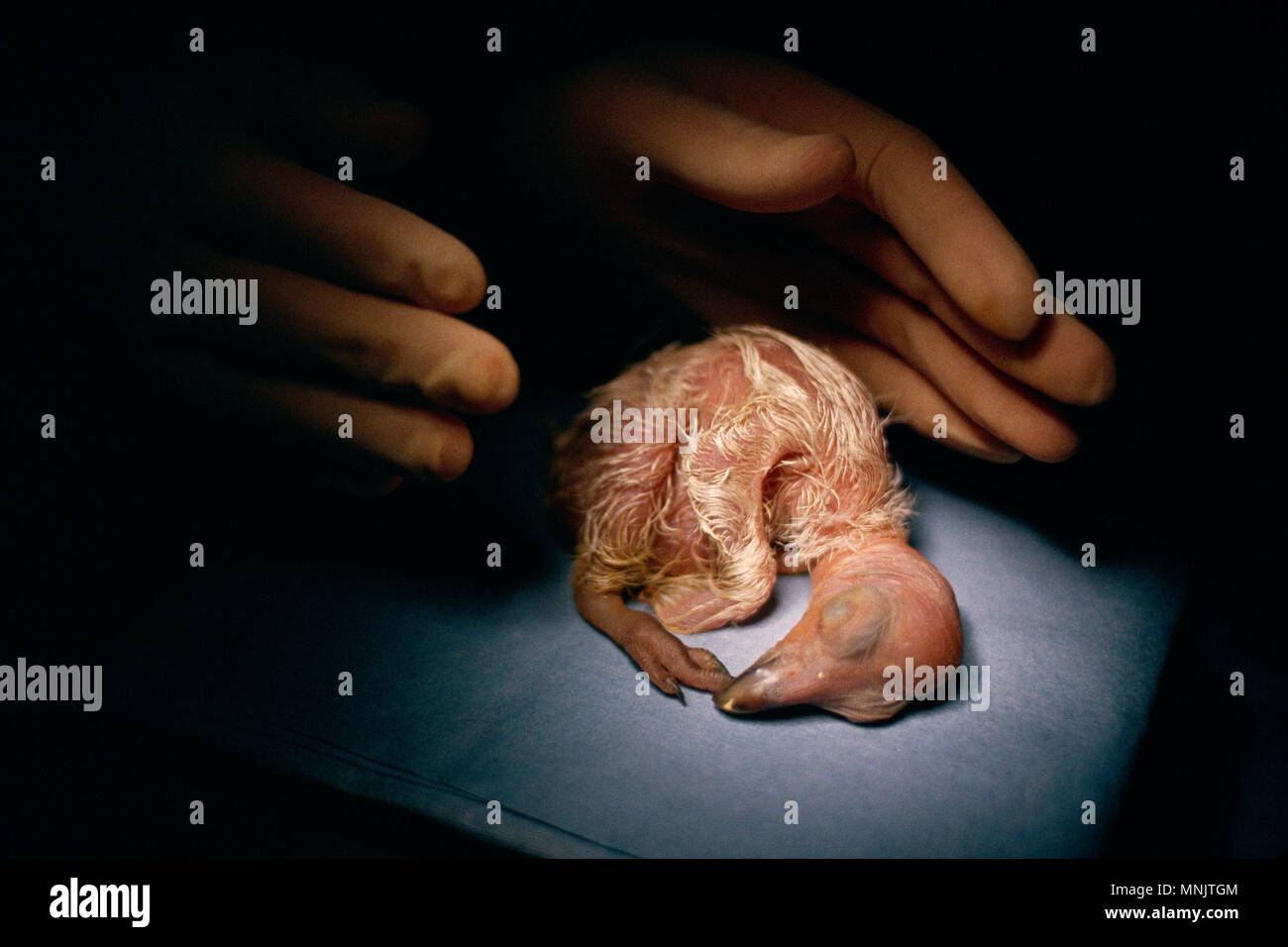 CALIFORNIA CONDOR (Gymnogyps californianus) cova pulcino di specie in via di estinzione Parco degli Animali Selvaggi di San Diego San Diego, California Foto Stock