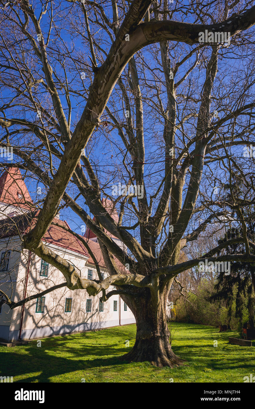 Grande Platanus tree accanto a Schloss Orth castello di Orth an der Donau città nel distretto Gaenserndorf dell'Austria Foto Stock