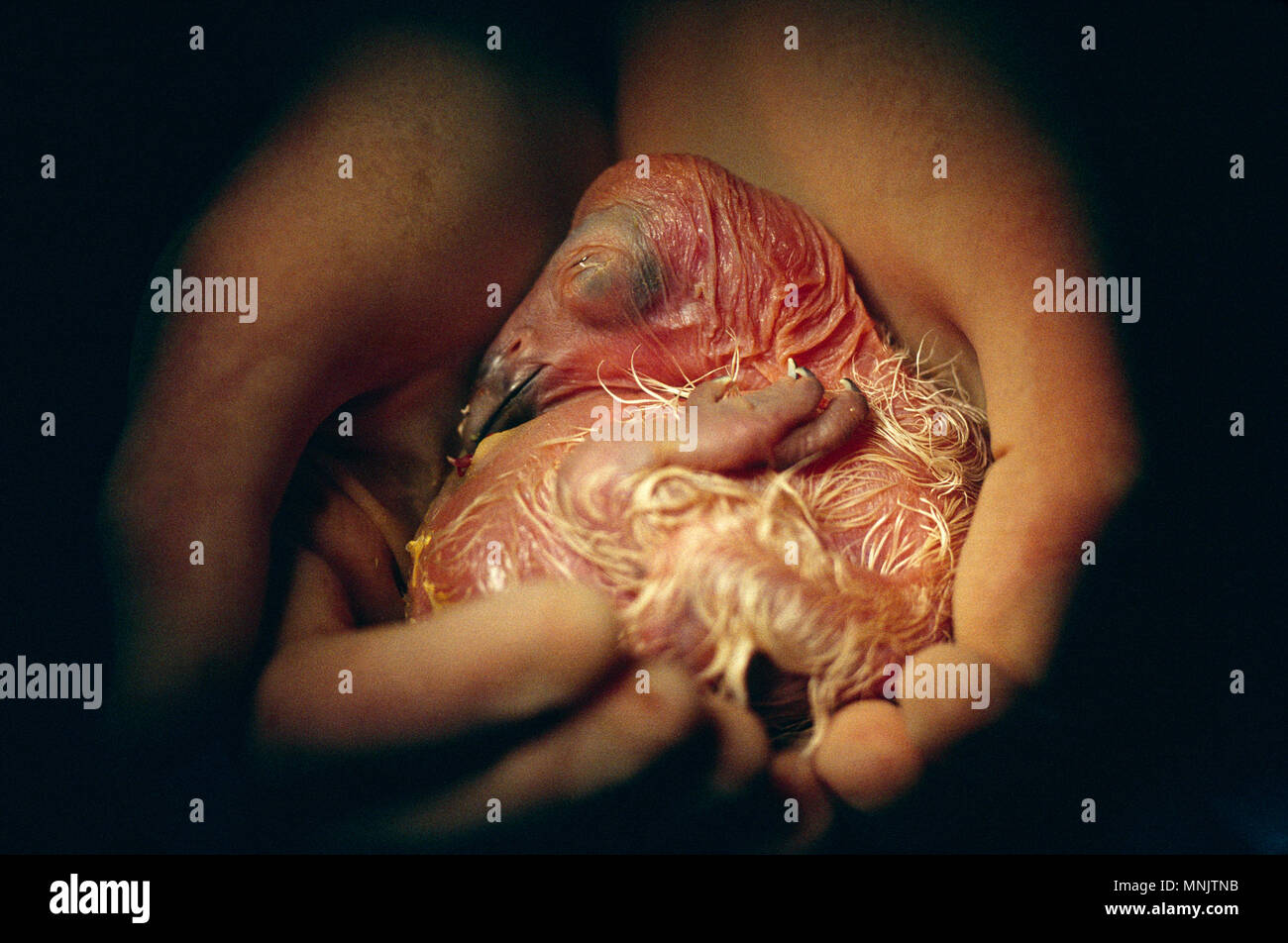 CALIFORNIA CONDOR (Gymnogyps californianus) cova pulcino di specie in via di estinzione Parco degli Animali Selvaggi di San Diego San Diego, California Foto Stock