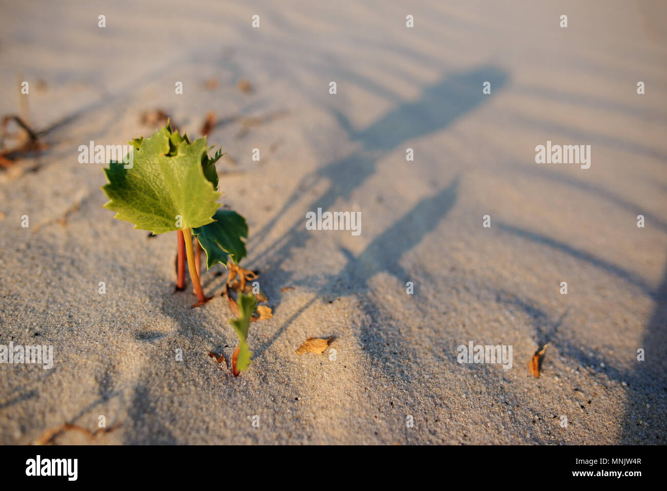 Tralcio verde nel deserto - foto concettuale per la crescita in condizioni avverse. Foto Stock