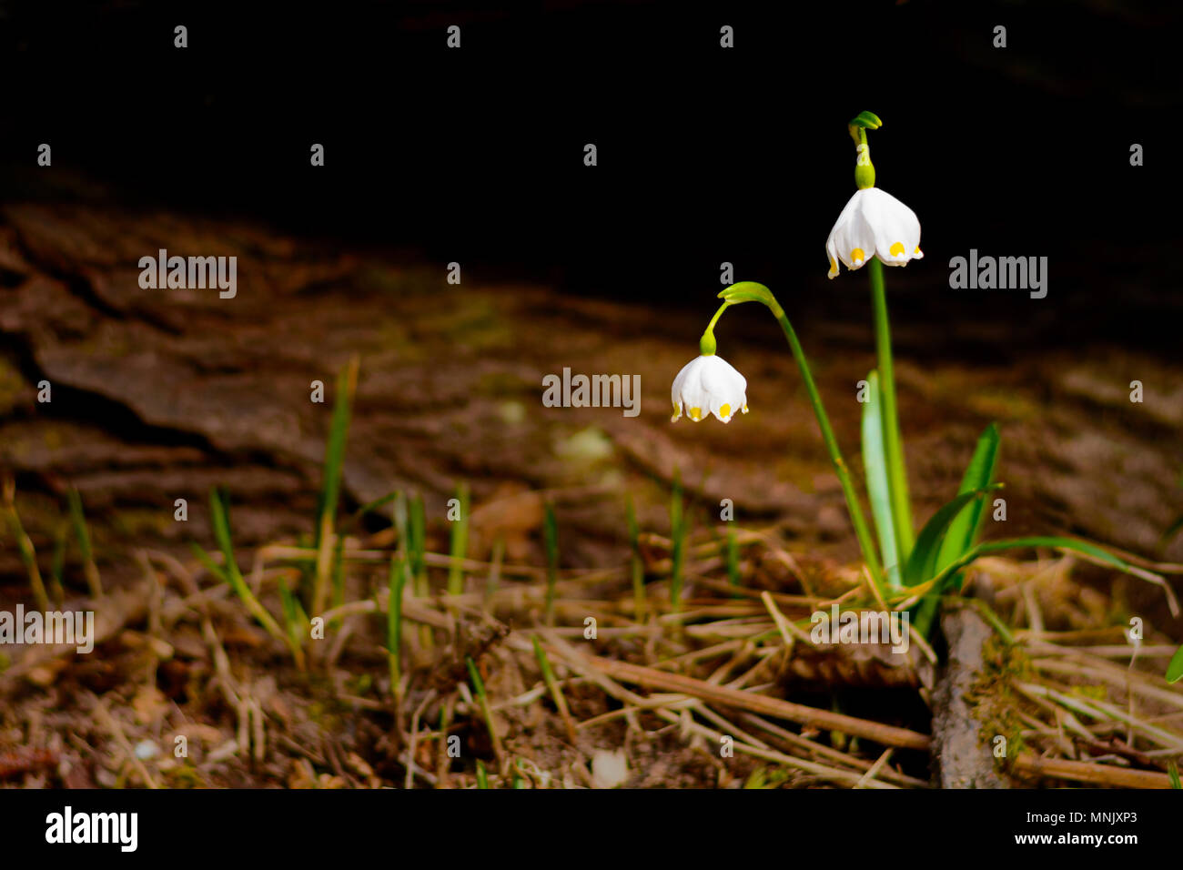 Inizio Primavera Fiori Di Fiocco Di Neve Immagini E Fotos Stock Alamy