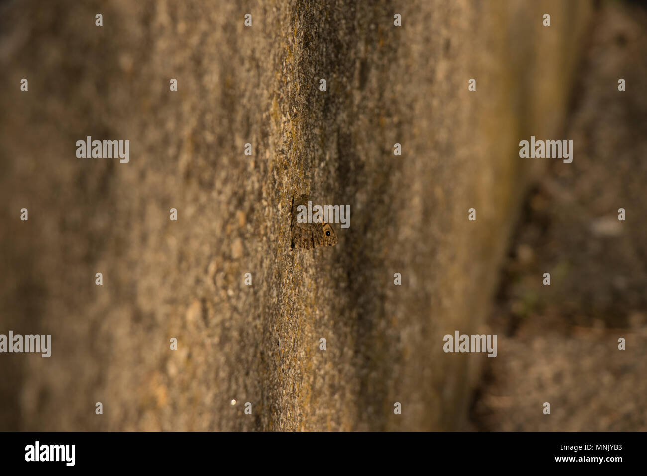 Butterfly focalizzato su cemento vicino Foto Stock