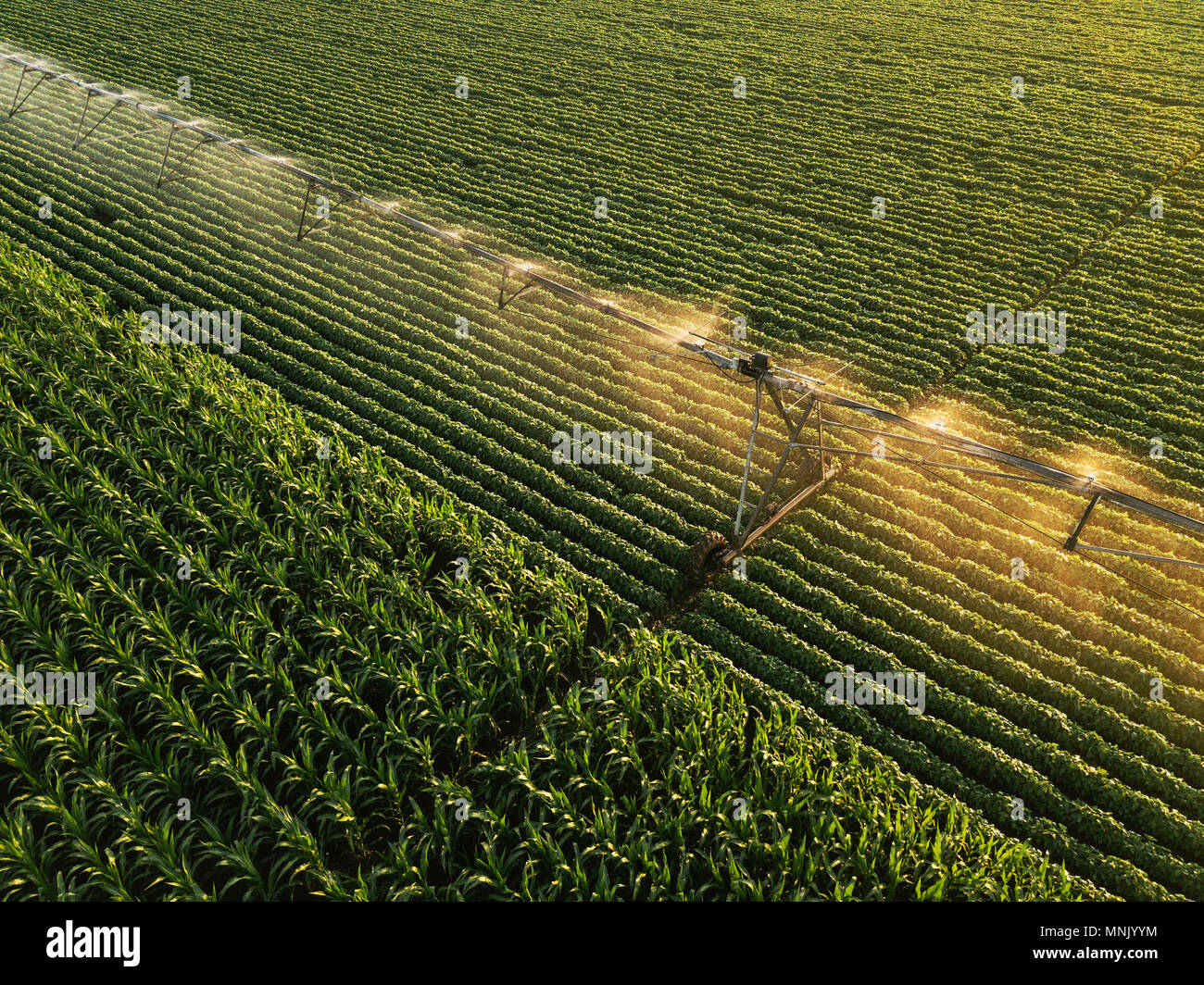 Vista aerea di impianti di irrigazione irrigazione soia verde campo di  colture in estate nel pomeriggio, drone il punto di vista di angolazione  inusuale per agricolo atto Foto stock - Alamy