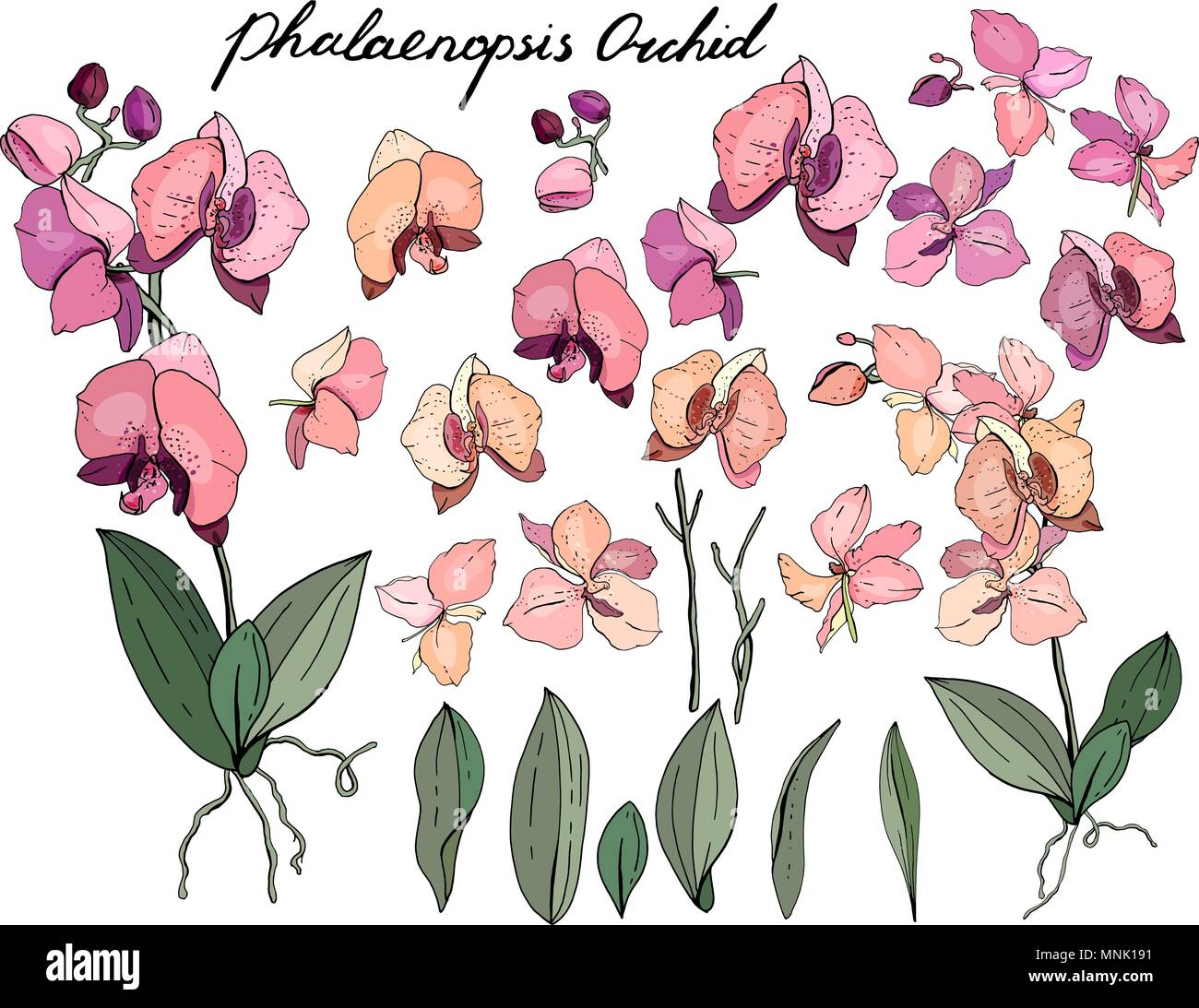 Isolato orchid phalaenopsis su bianco. Illustrazione Vettoriale