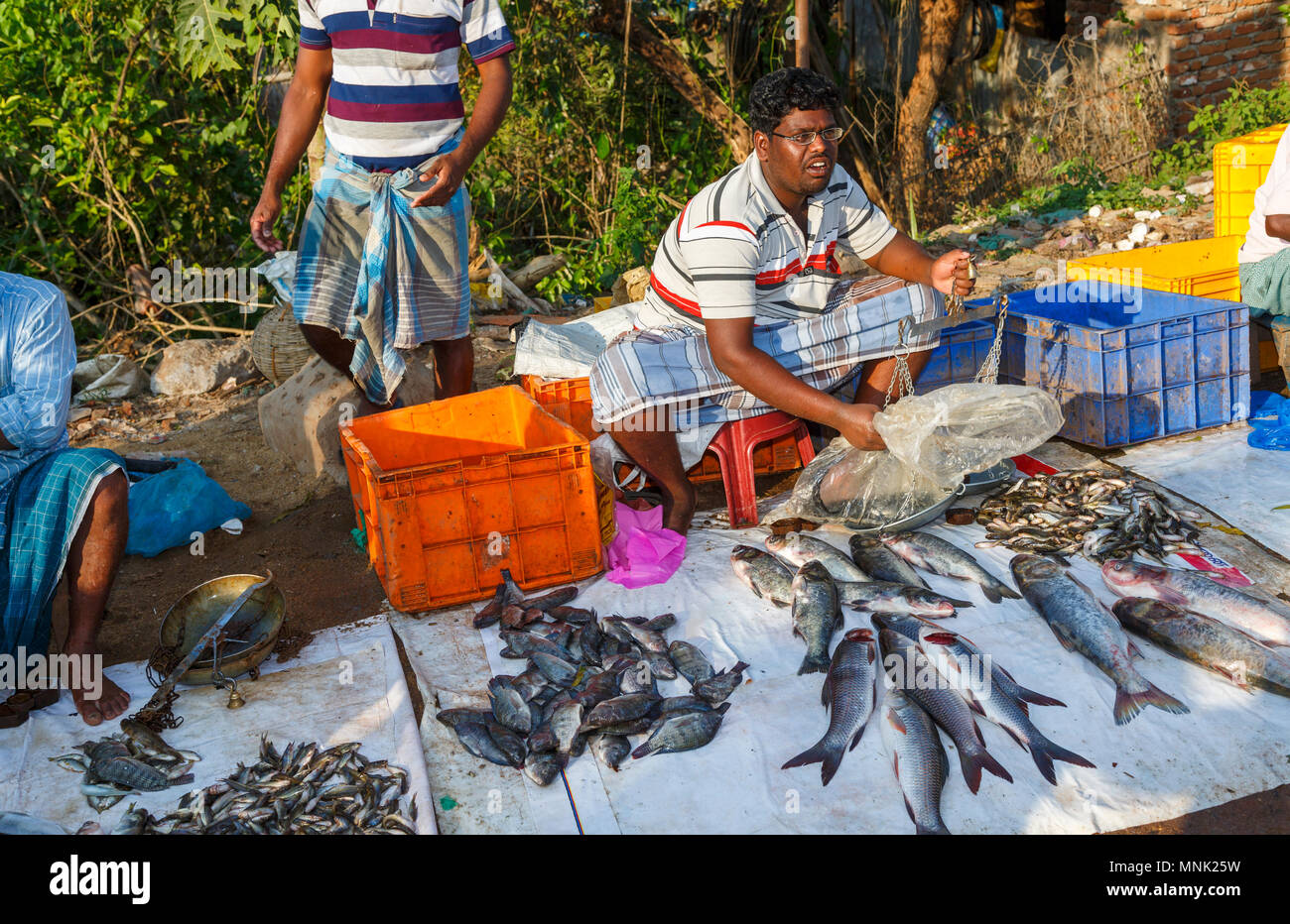 Sul ciglio della strada per il mercato appena pescato locale di pesce di fiume vicino a Thanjavur, precedentemente Tanjore, una città nel sud dello stato indiano del Tamil Nadu, India Foto Stock