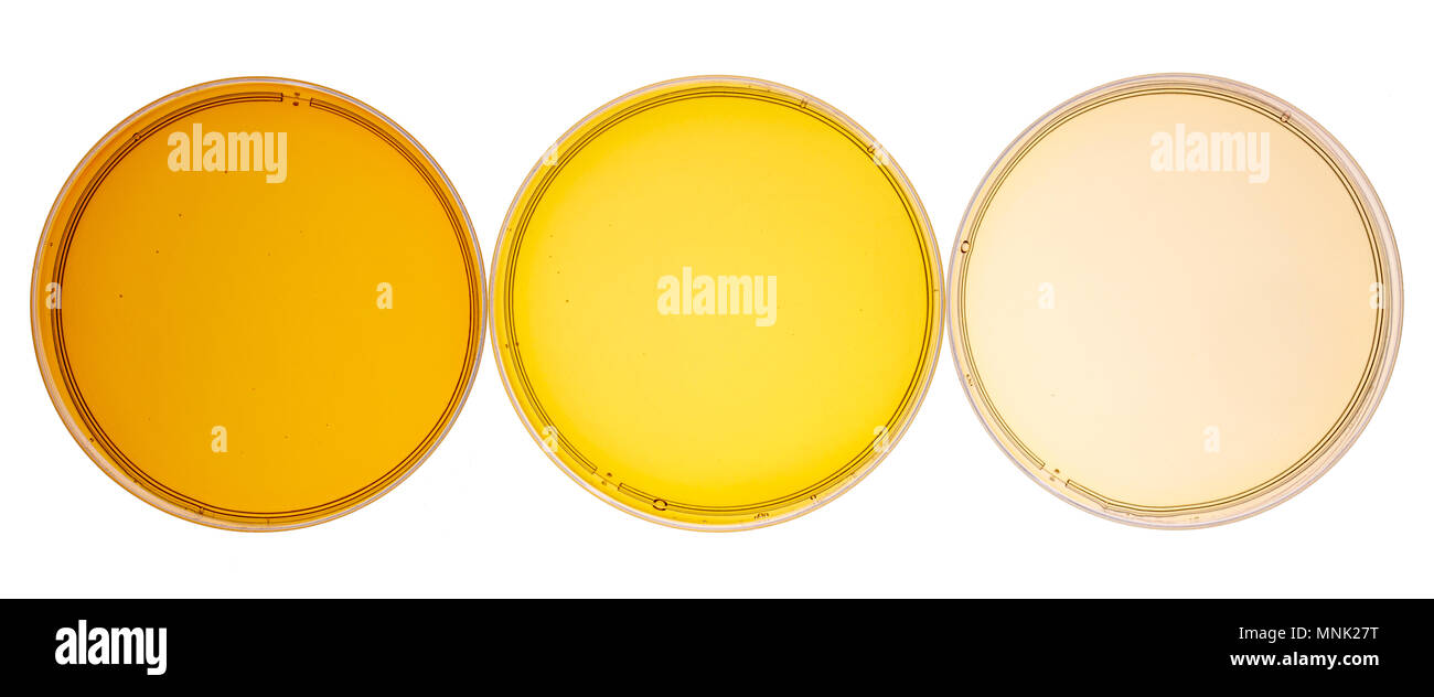 Campionatore di sciroppo d'acero puro (golden, ambra e oro) - tre piccole bottiglie in vetro su una ceramica recipiente isolato (capsule di Petri), per visualizzare Foto Stock