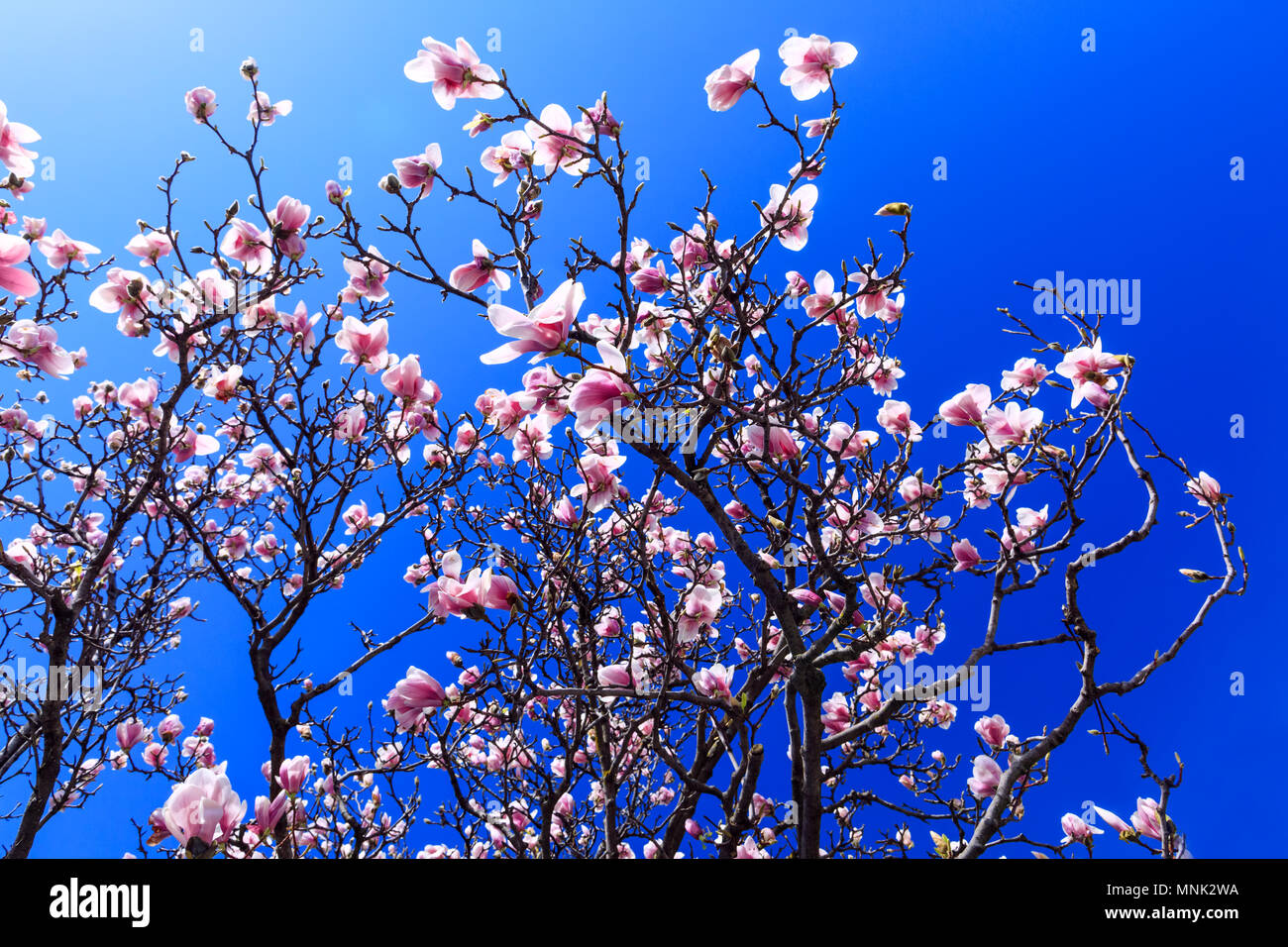 In fiore fiori di magnolia nella stagione primaverile. Rosa albero di magnolia blossom sullo sfondo del cielo blu. Molla di bellissimi fiori di magnolia in una giornata di sole. Foto Stock