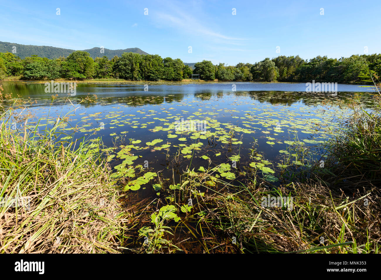 Vista della Scenic Cattana zone umide, un riabilitato alla conservazione della natura park di Smithfield, vicino a Cairns, estremo Nord Queensland, FNQ, QLD, Australia Foto Stock