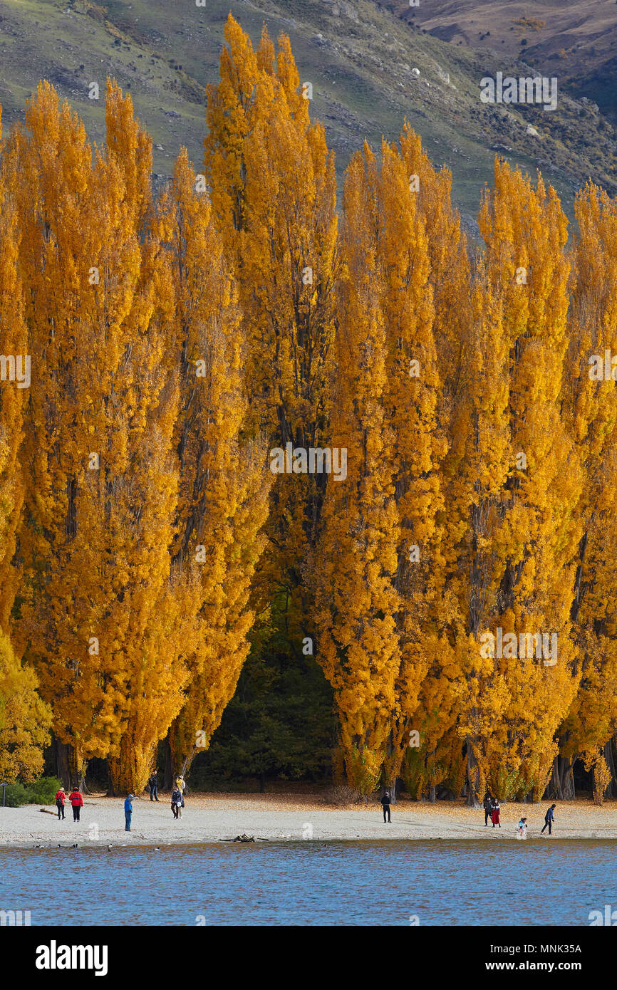 Alberi di pioppo e turisti, il lago Wanaka, Otago, Isola del Sud, Nuova Zelanda Foto Stock