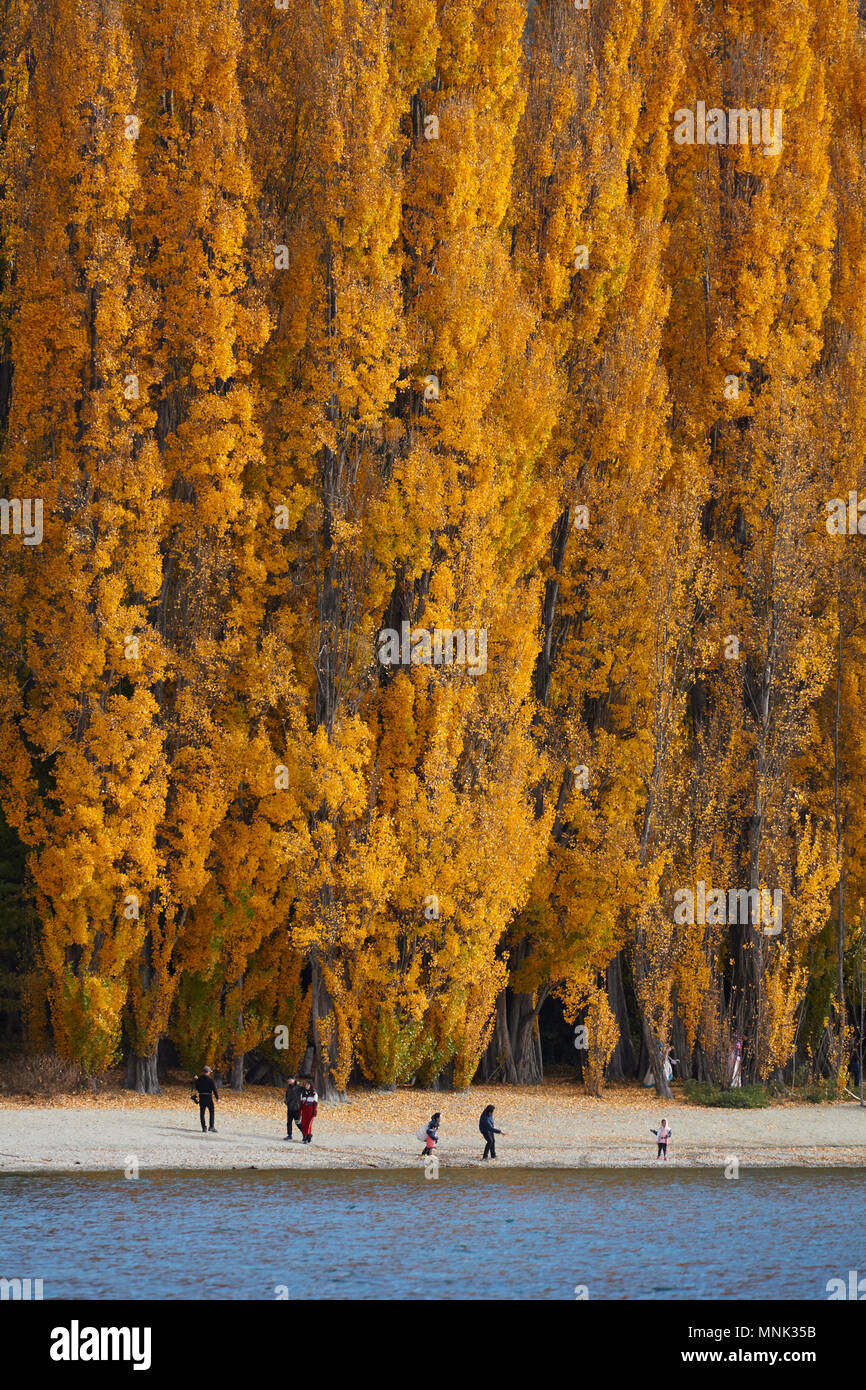 Alberi di pioppo e turisti, il lago Wanaka, Otago, Isola del Sud, Nuova Zelanda Foto Stock