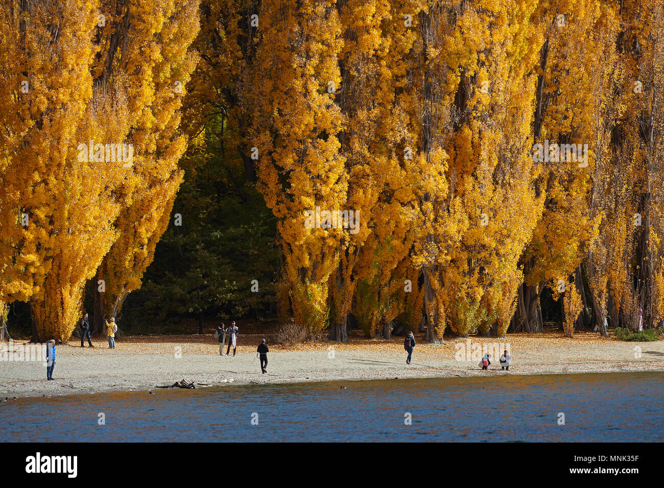 Alberi di pioppo e turisti, il lago Wanaka, Otago, Isola del Sud, Nuova Zelanda Foto Stock